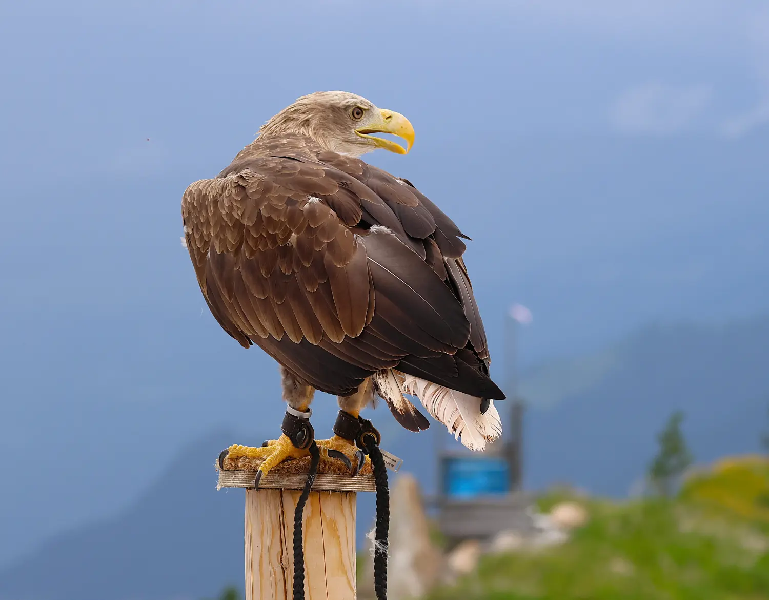 Naturfotografie - Manfred Aicheler -  Vögel