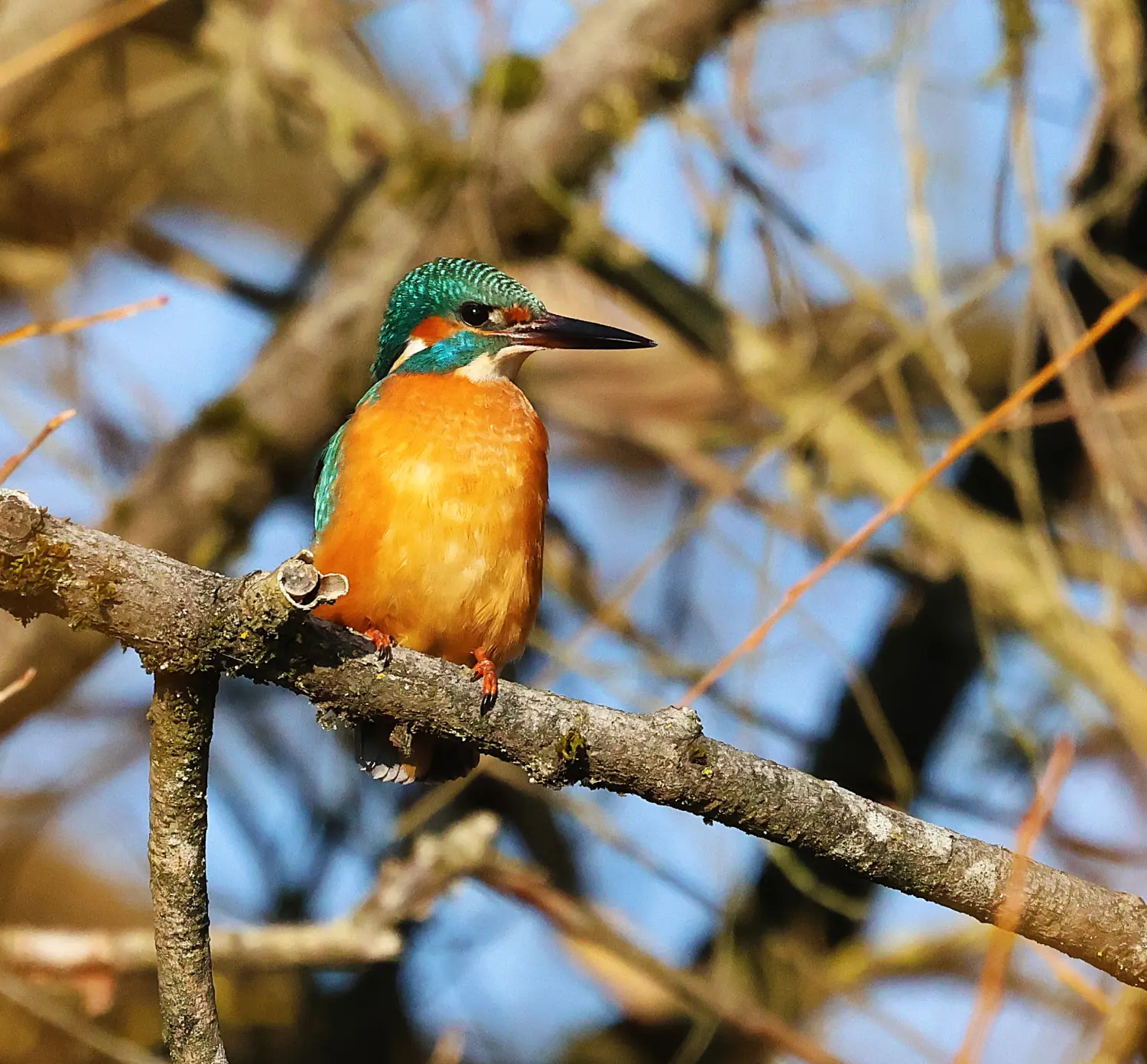 Naturfotografie - Manfred Aicheler - Wunderbare Welt der Vögel
