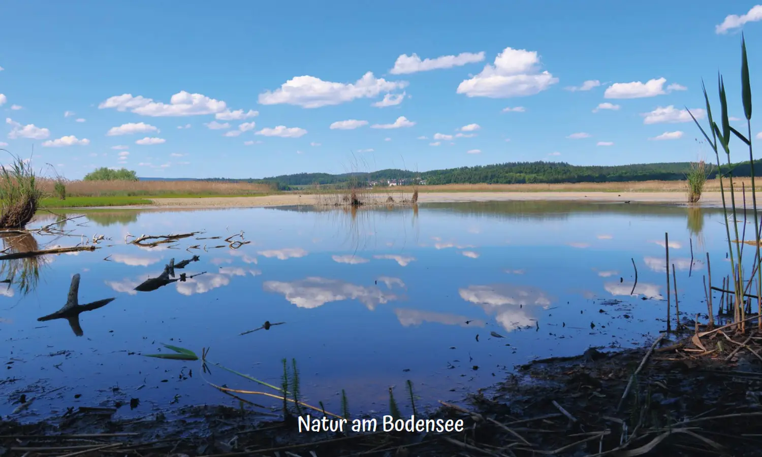 Naturfotografie - Manfred Aicheler - Natur am Bodensee