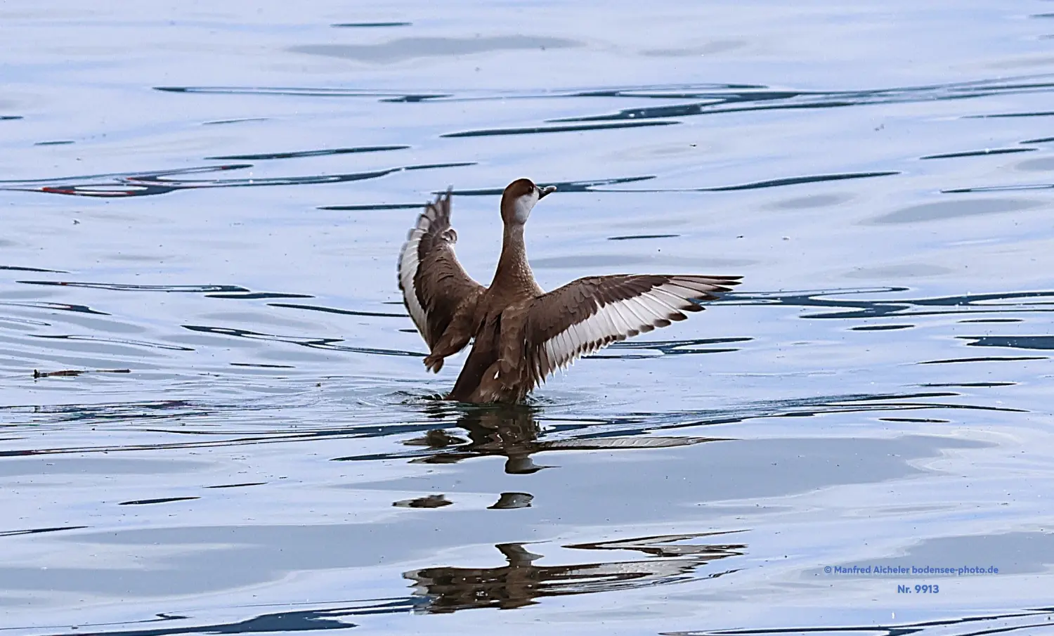 Naturfotografie - Manfred Aicheler -  Wasser- und Feuchtgebiete - Kolbenente