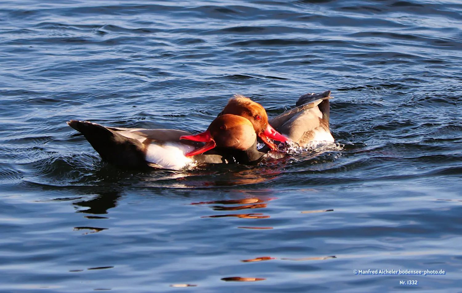 Naturfotografie - Manfred Aicheler -  Wasser- und Feuchtgebiete - Kolbenente