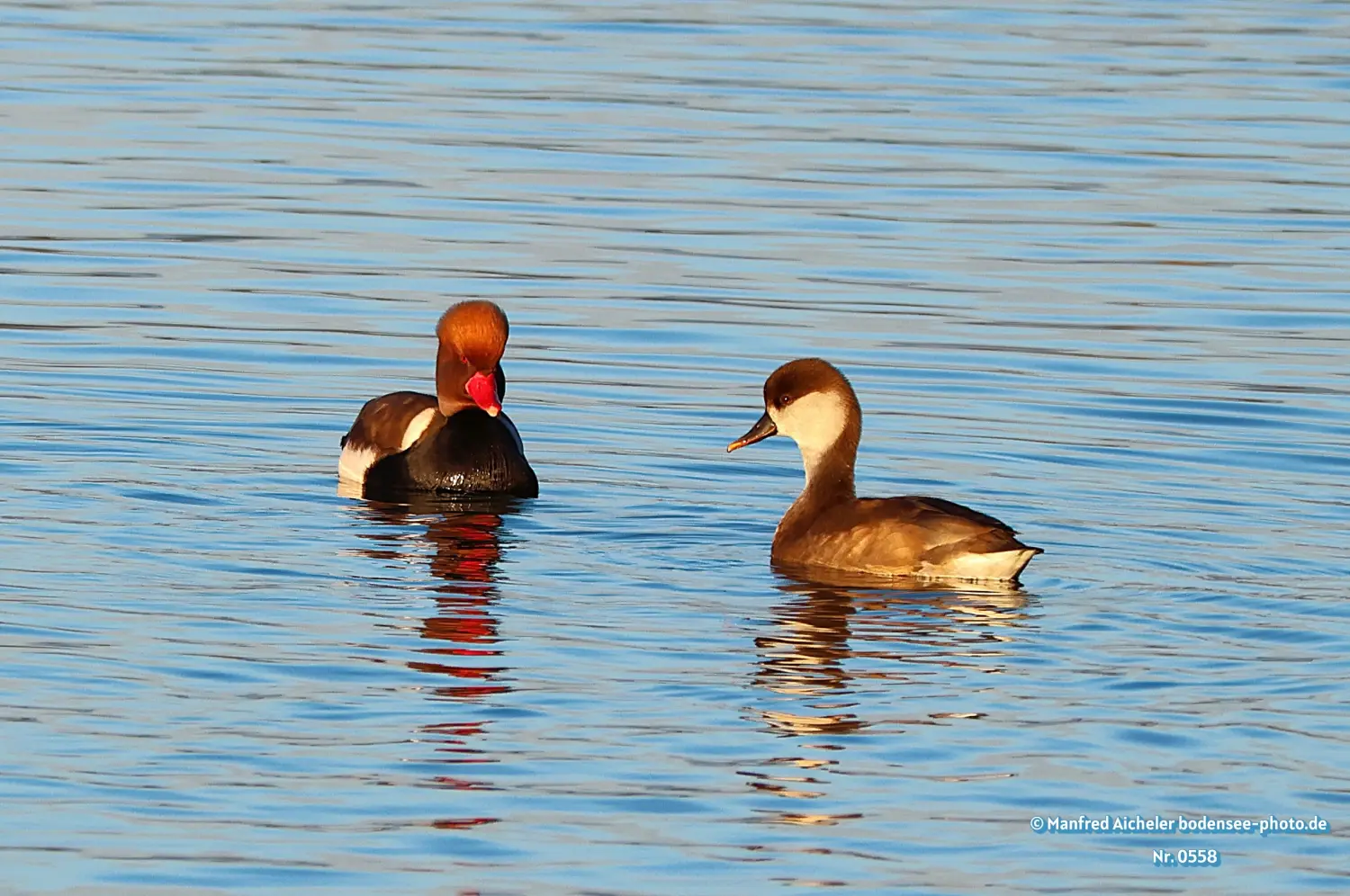 Naturfotografie - Manfred Aicheler -  Wasser- und Feuchtgebiete - Kolbenente