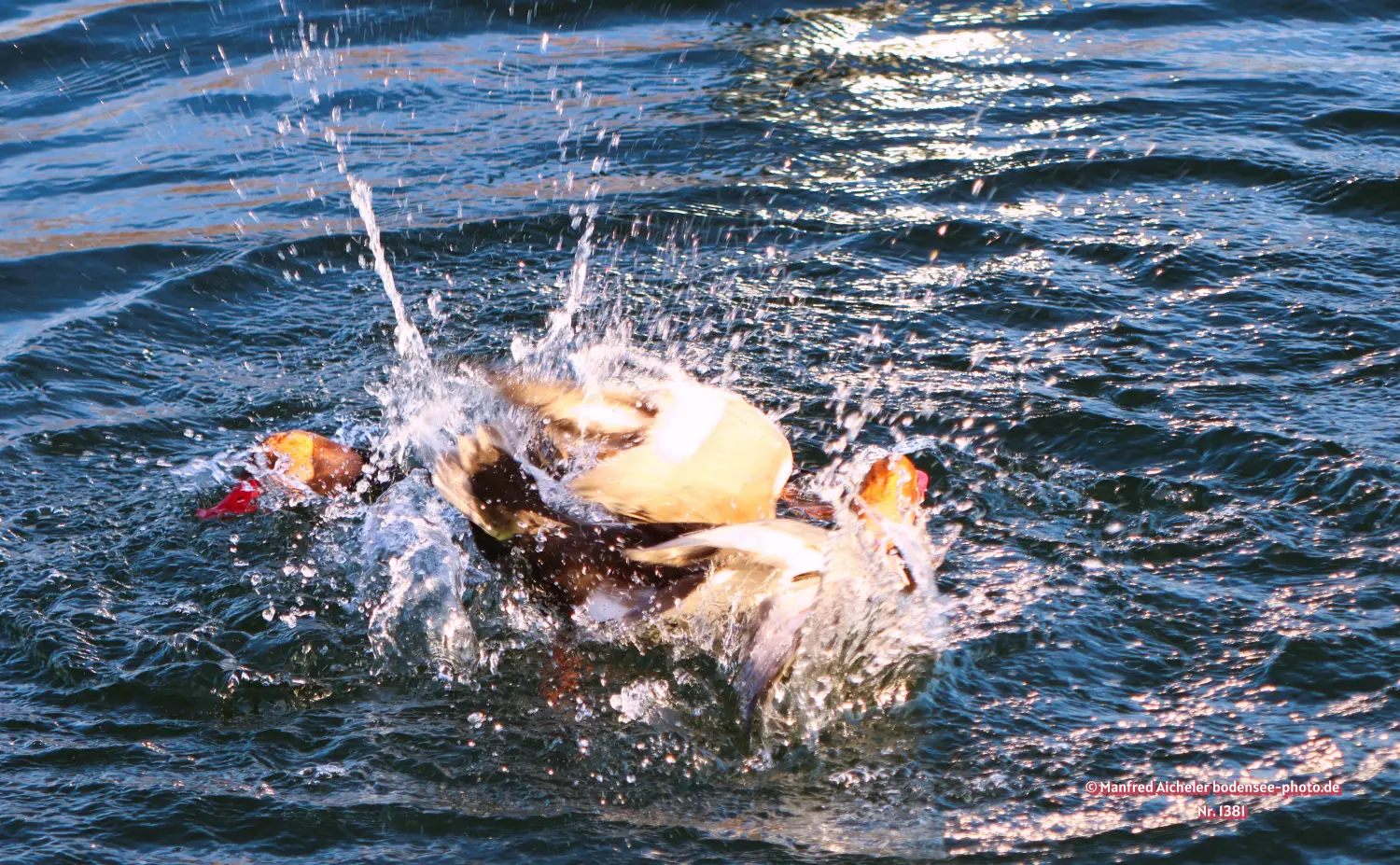 Naturfotografie - Manfred Aicheler -  Wasser- und Feuchtgebiete - Kolbenente