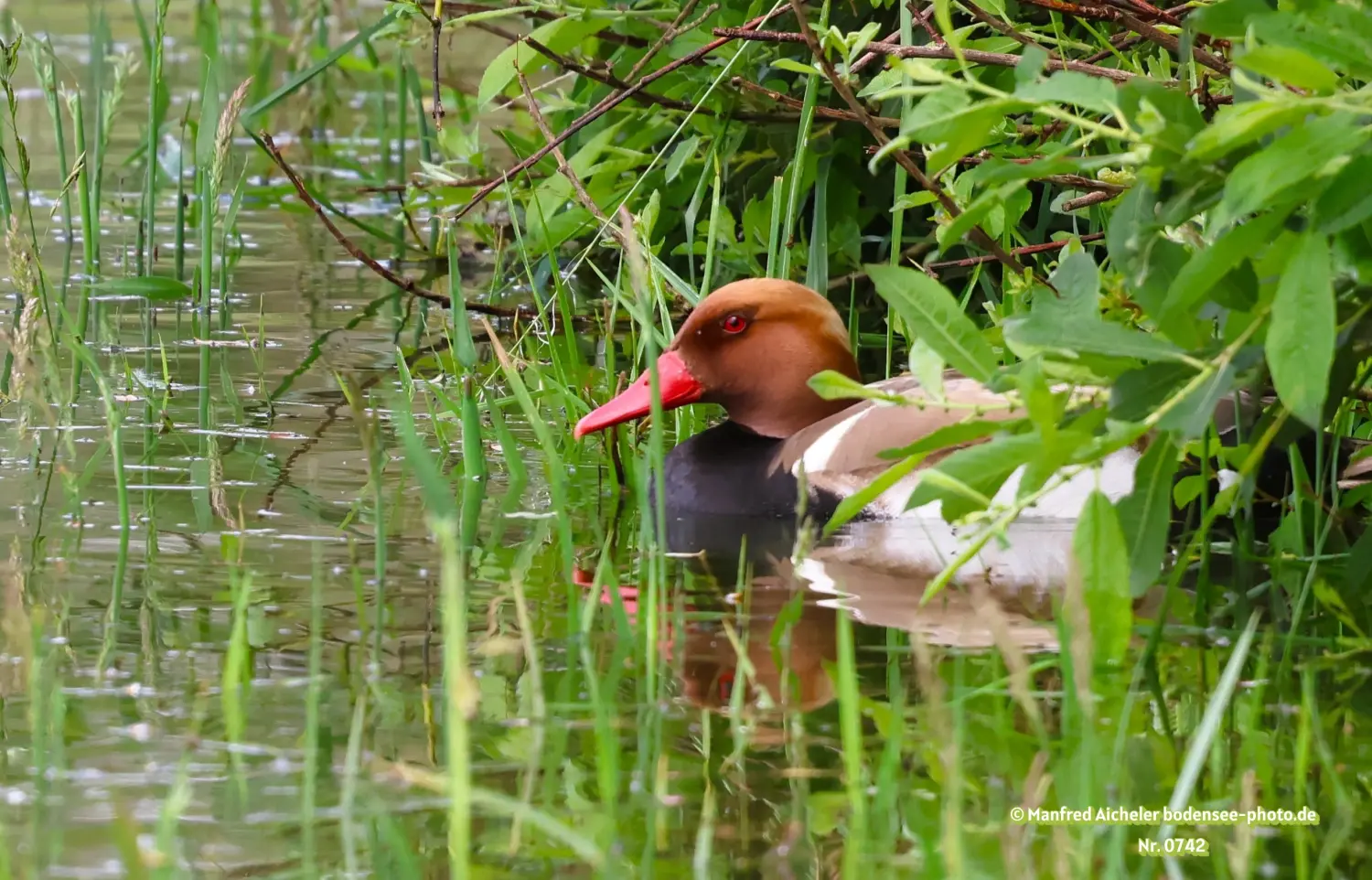 Naturfotografie - Manfred Aicheler -  Wasser- und Feuchtgebiete - Kolbenente