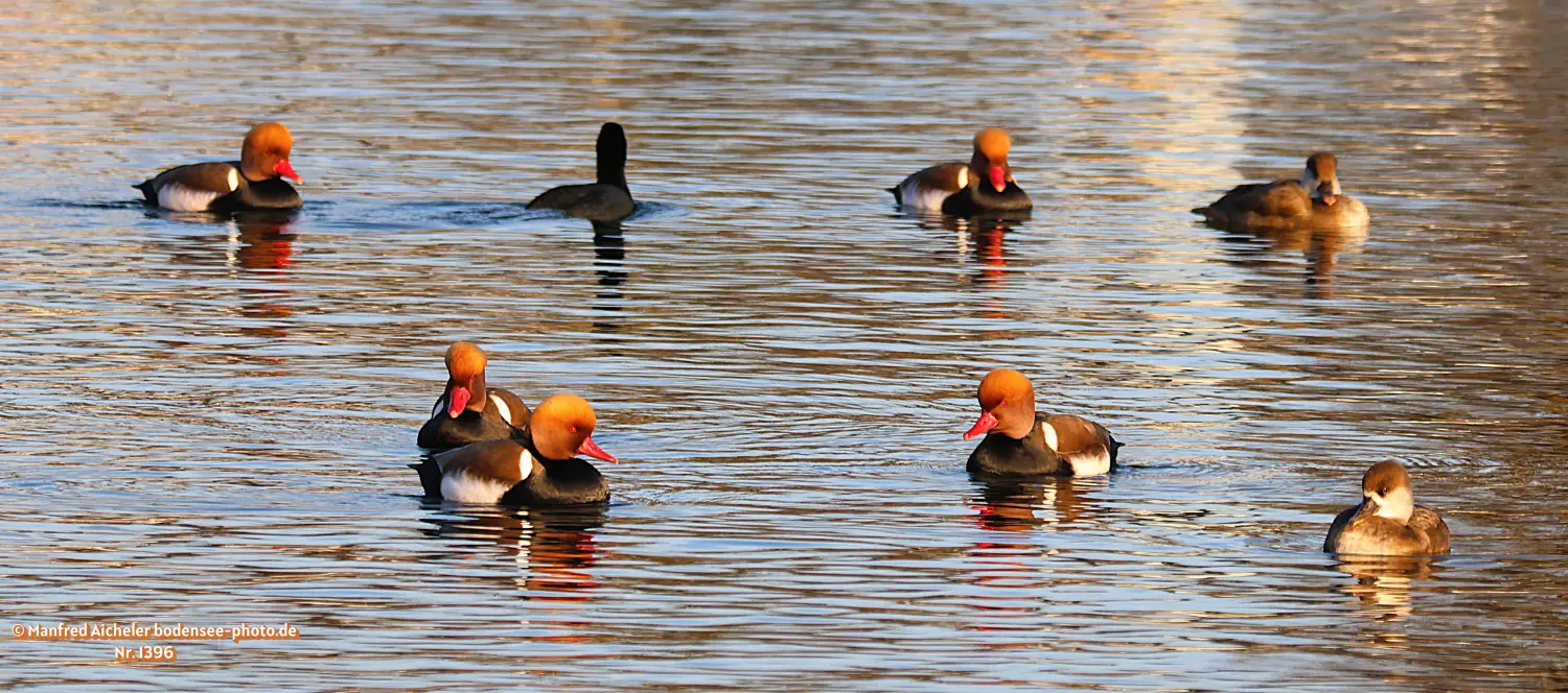 Naturfotografie - Manfred Aicheler -  Wasser- und Feuchtgebiete - Kolbenente