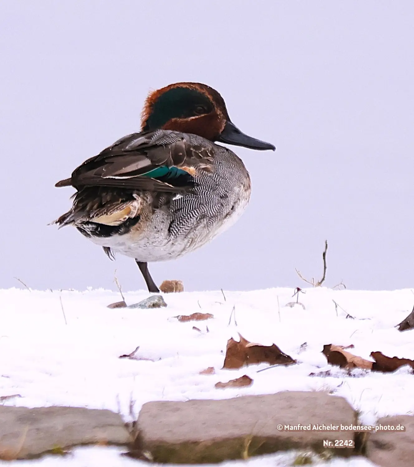 Naturfotografie - Manfred Aicheler -  Wasser- und Feuchtgebiete - Krickenten