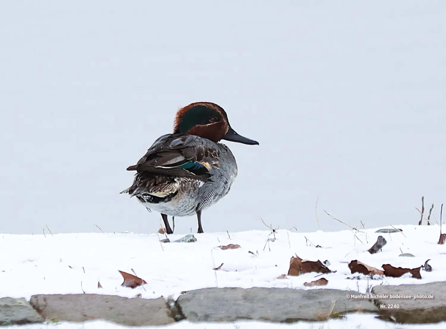 Naturfotografie - Manfred Aicheler -  Wasser- und Feuchtgebiete - Krickenten