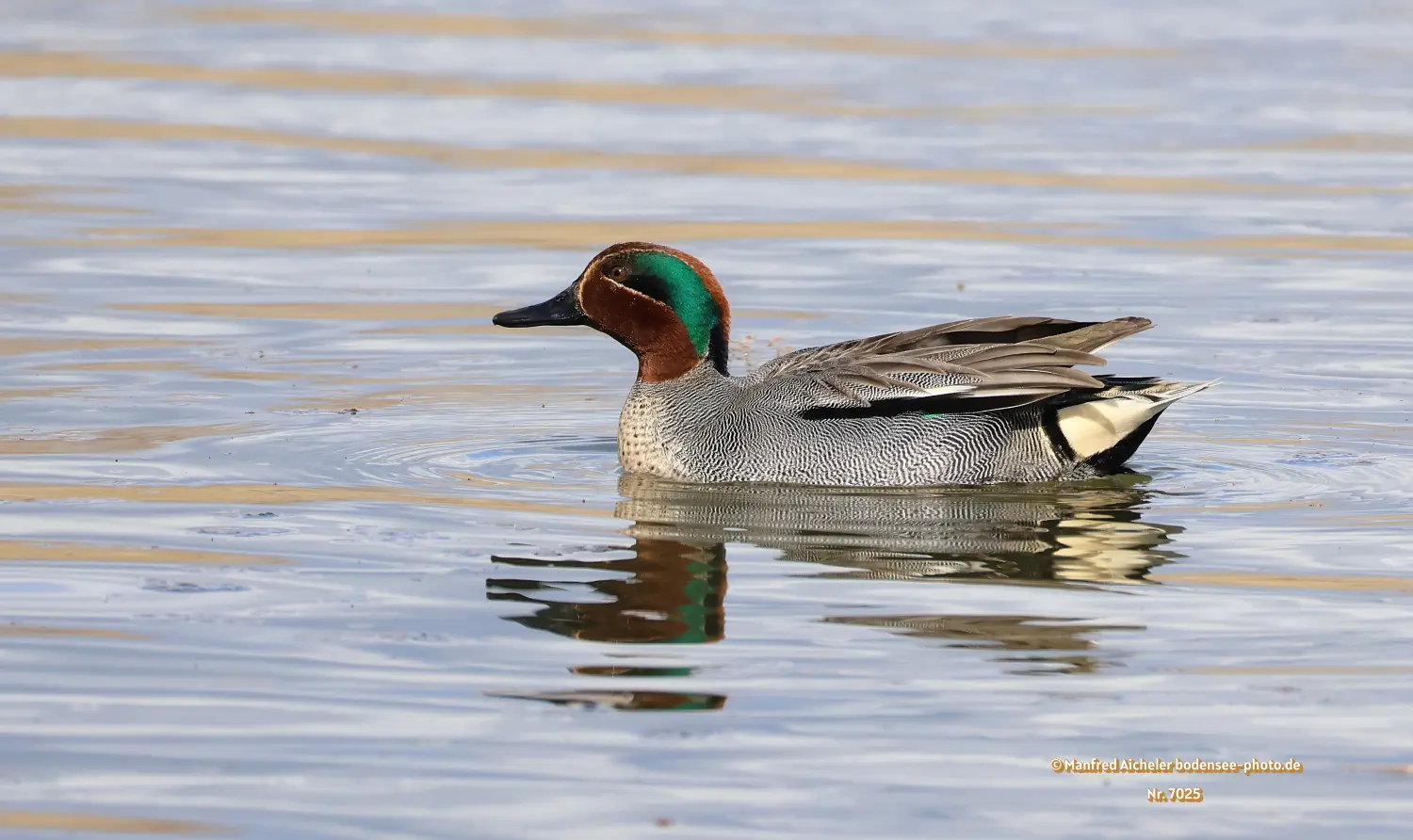 Naturfotografie - Manfred Aicheler -  Wasser- und Feuchtgebiete - Krickenten