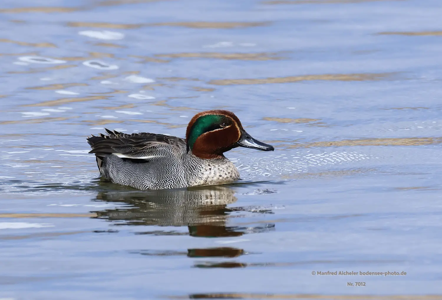 Naturfotografie - Manfred Aicheler -  Wasser- und Feuchtgebiete - Krickenten