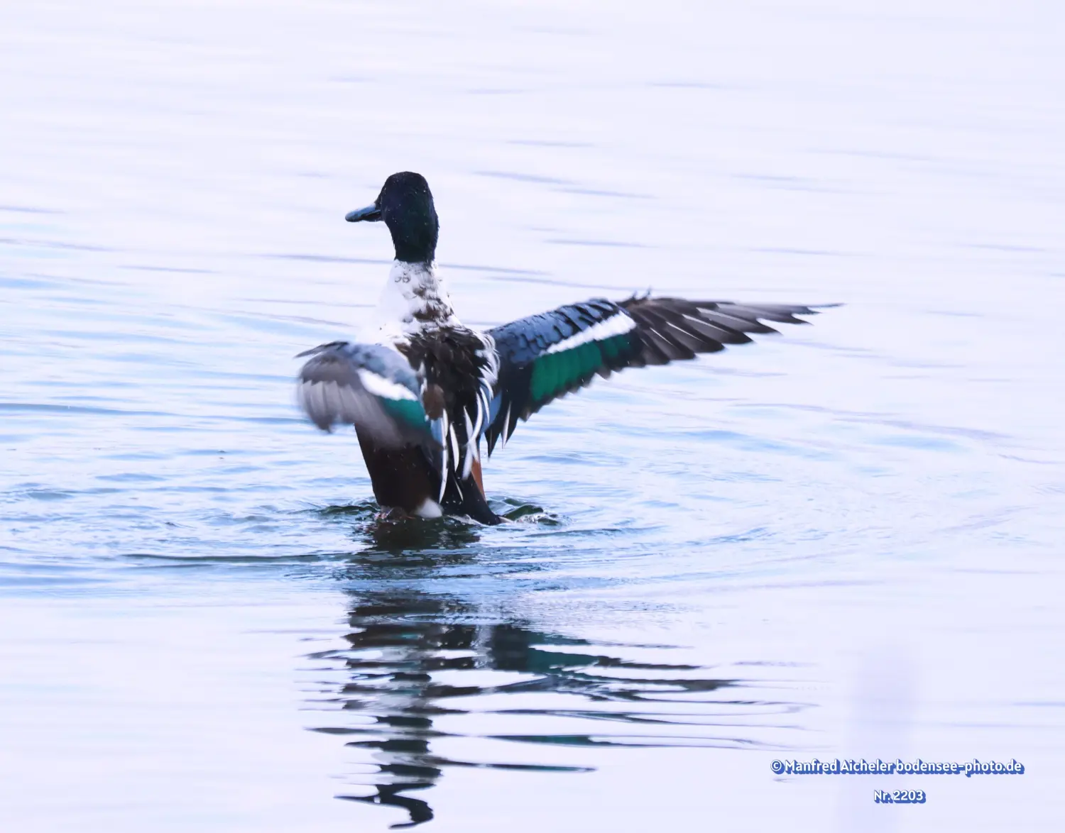 Naturfotografie - Manfred Aicheler -  Wasser- und Feuchtgebiete - Löffelenten