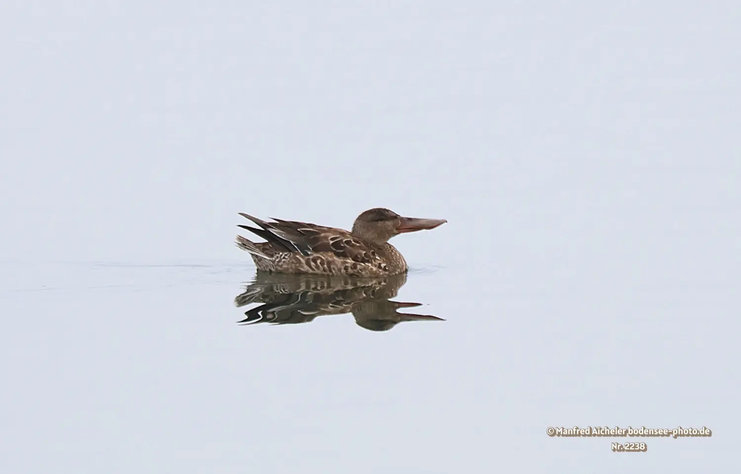 Naturfotografie - Manfred Aicheler -  Wasser- und Feuchtgebiete - Löffelenten