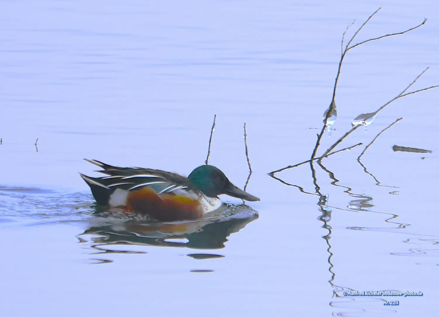 Naturfotografie - Manfred Aicheler -  Wasser- und Feuchtgebiete - Löffelenten