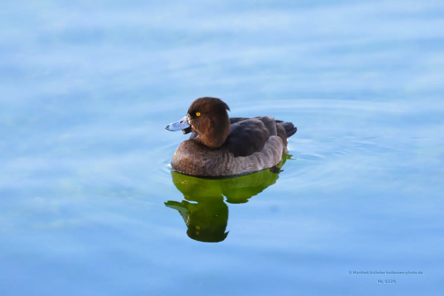 Naturfotografie - Manfred Aicheler -  Wasser- und Feuchtgebiete - Reiherente