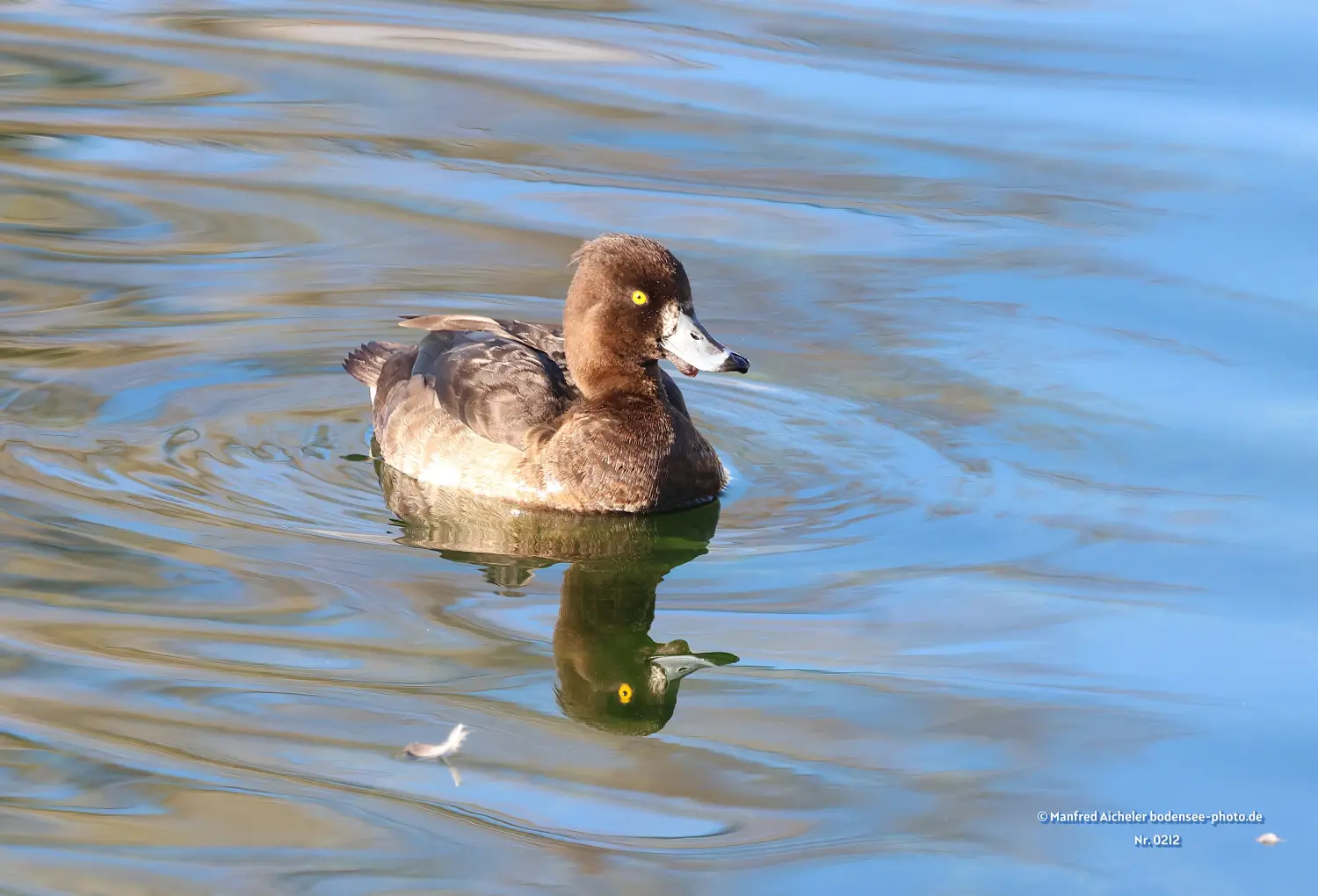 Naturfotografie - Manfred Aicheler -  Wasser- und Feuchtgebiete - Reiherente