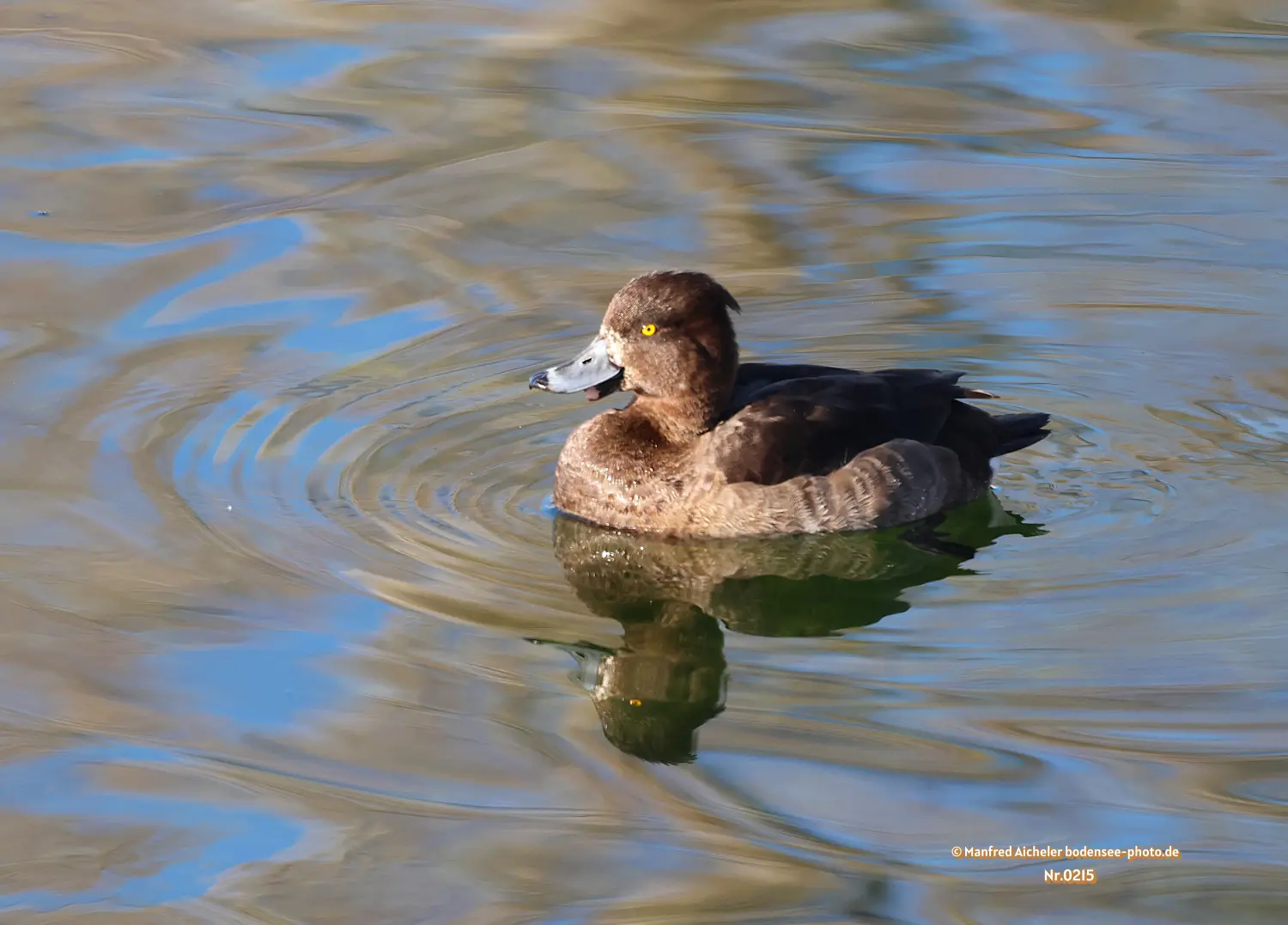 Naturfotografie - Manfred Aicheler -  Wasser- und Feuchtgebiete - Reiherente