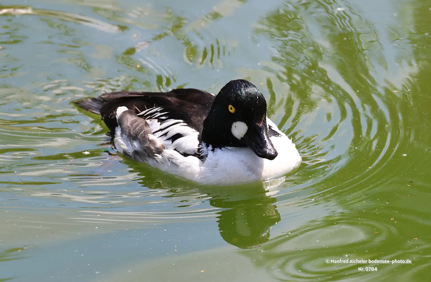 Naturfotografie - Manfred Aicheler -  Wasser- und Feuchtgebiete - Schellenten