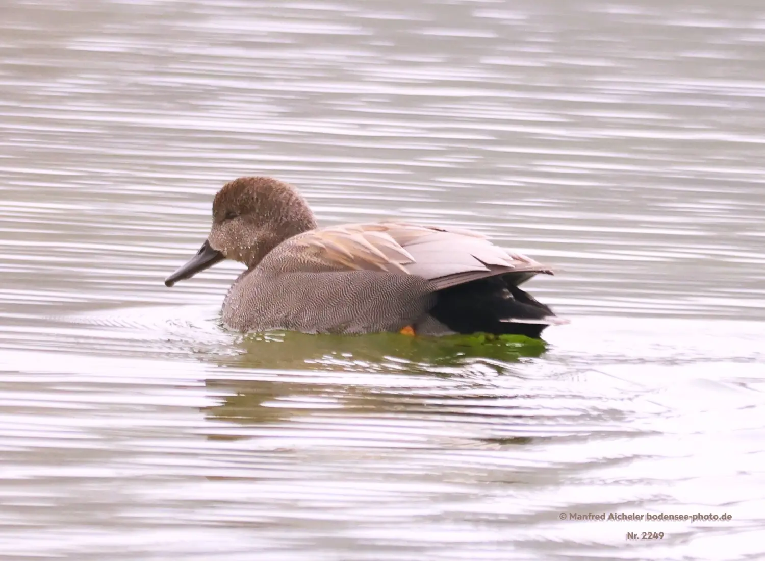 Naturfotografie - Manfred Aicheler -  Wasser- und Feuchtgebiete - Schnatterenten