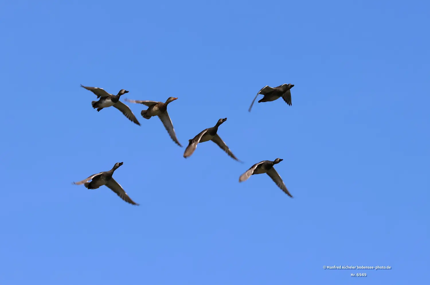 Naturfotografie - Manfred Aicheler -  Wasser- und Feuchtgebiete - Schnatterenten