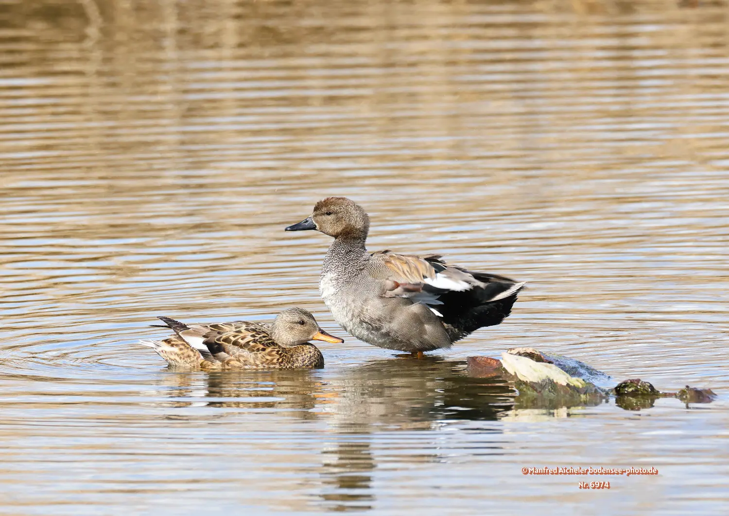 Naturfotografie - Manfred Aicheler -  Wasser- und Feuchtgebiete - Stockenten