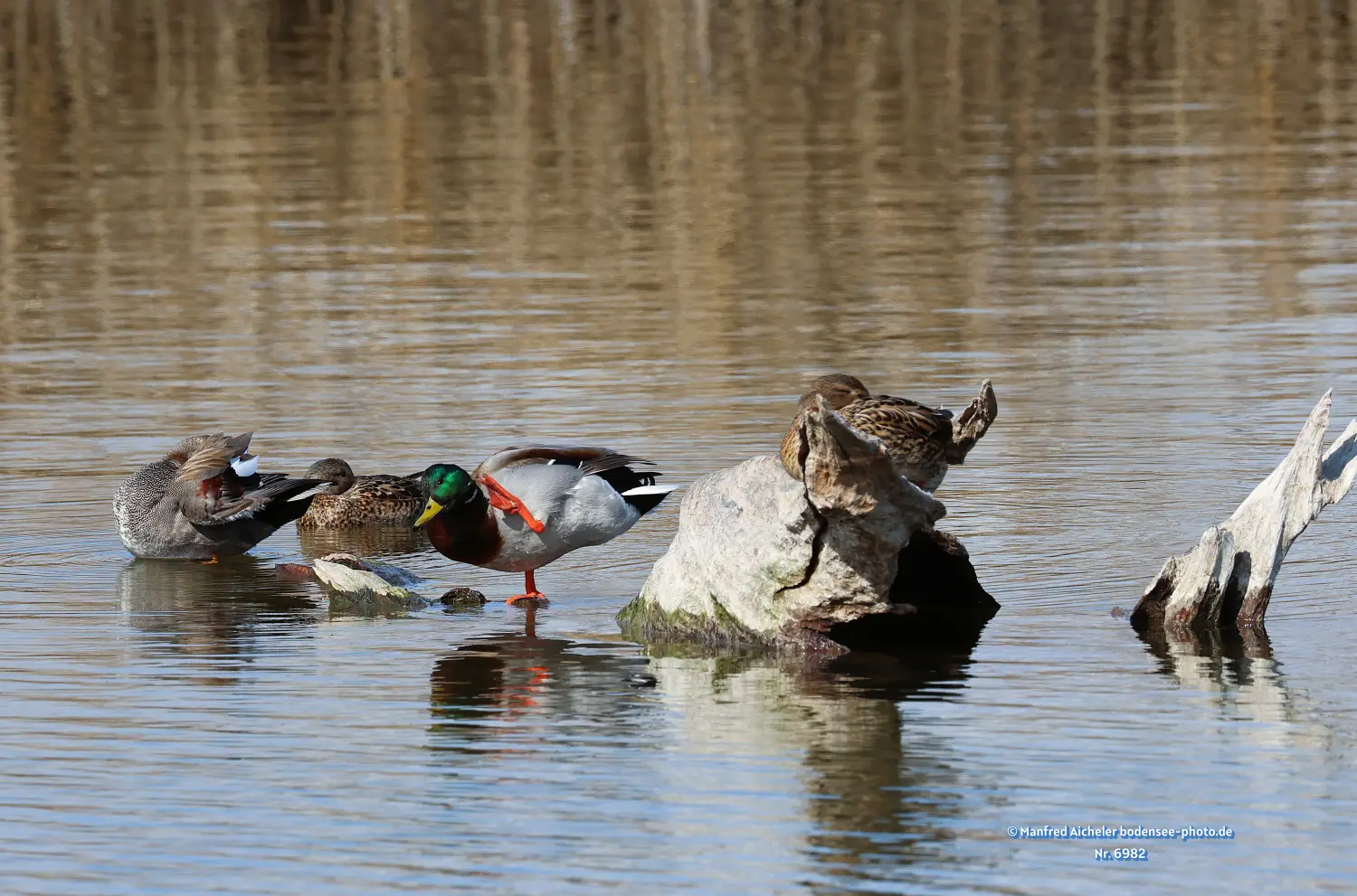 Naturfotografie - Manfred Aicheler -  Wasser- und Feuchtgebiete - Schnatterenten