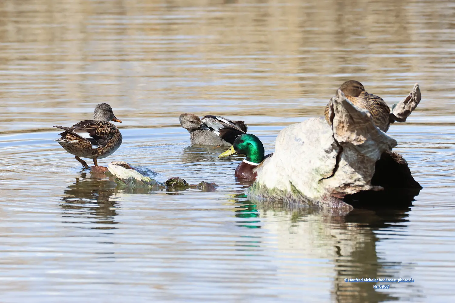 Naturfotografie - Manfred Aicheler -  Wasser- und Feuchtgebiete - Schnatterenten