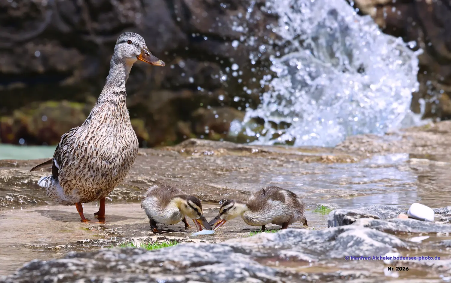 Naturfotografie - Manfred Aicheler -  Wasser- und Feuchtgebiete - Stockenten