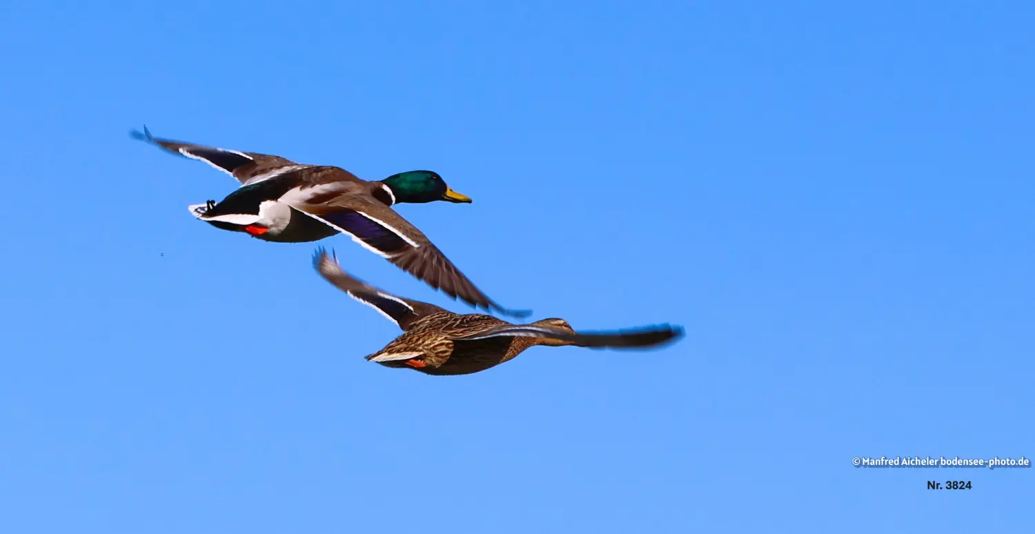 Naturfotografie - Manfred Aicheler -  Wasser- und Feuchtgebiete - Stockenten