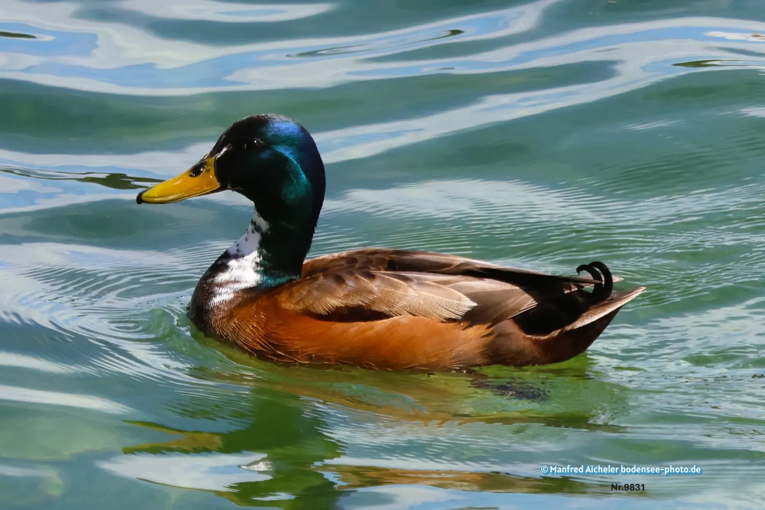 Naturfotografie - Manfred Aicheler -  Wasser- und Feuchtgebiete - Stockenten