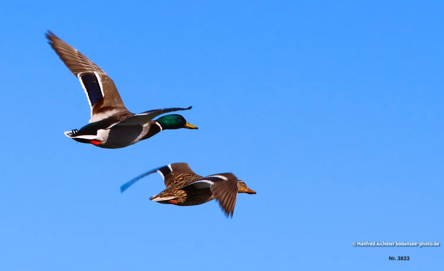 Naturfotografie - Manfred Aicheler -  Wasser- und Feuchtgebiete - Stockenten