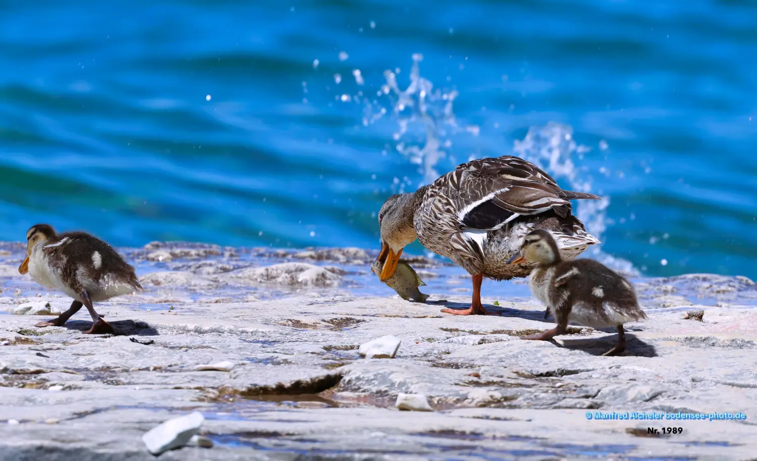 Naturfotografie - Manfred Aicheler -  Wasser- und Feuchtgebiete - Stockenten