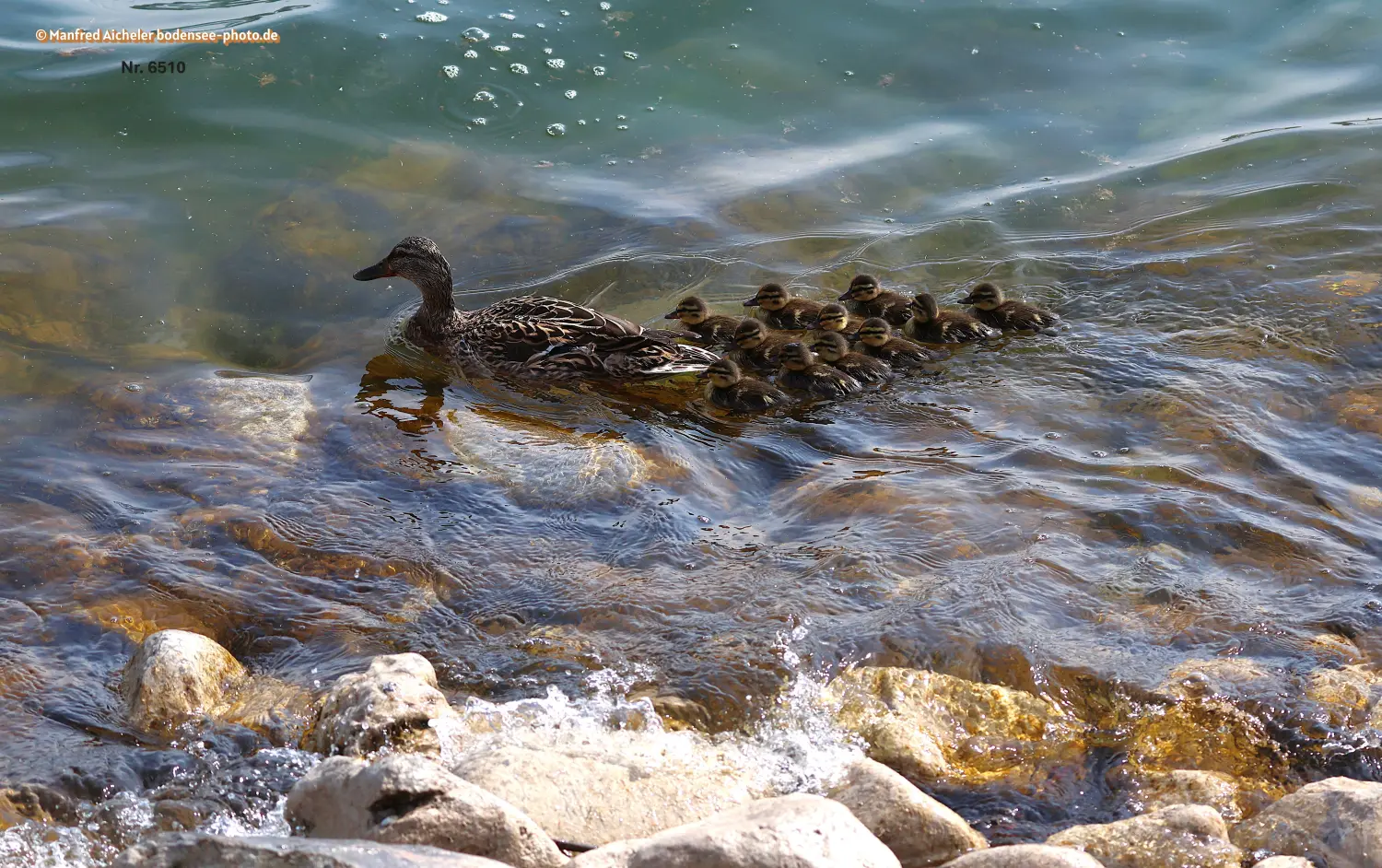 Naturfotografie - Manfred Aicheler -  Wasser- und Feuchtgebiete - Stockenten