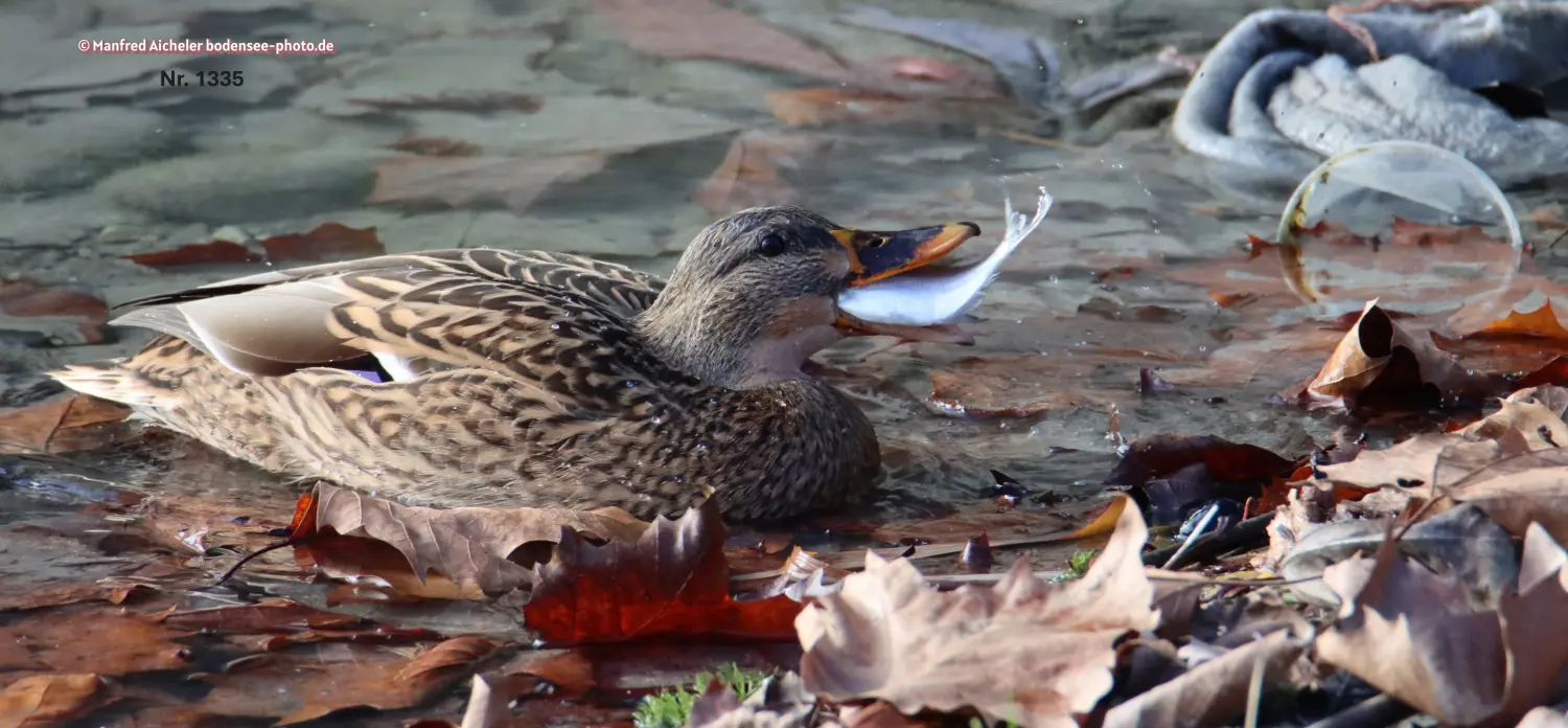 Naturfotografie - Manfred Aicheler -  Wasser- und Feuchtgebiete - Stockenten