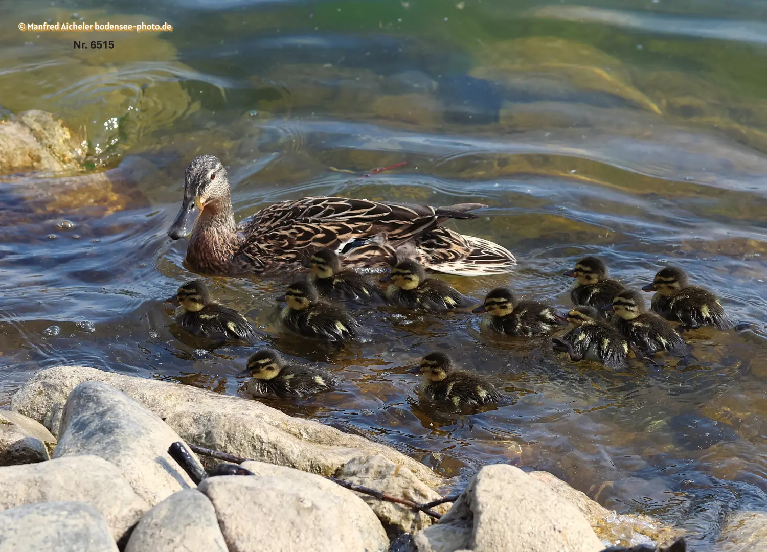 Naturfotografie - Manfred Aicheler -  Wasser- und Feuchtgebiete - Stockenten
