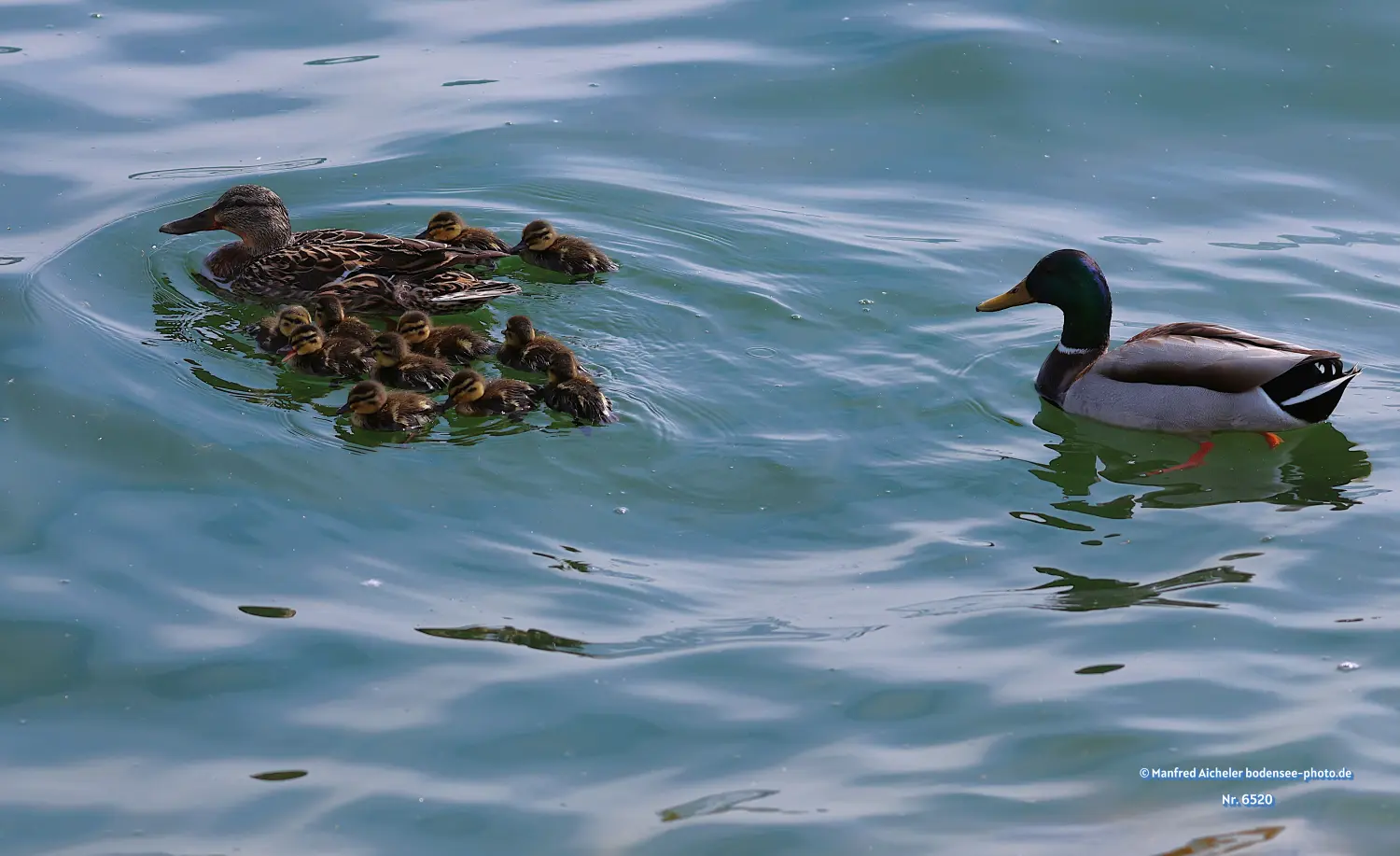 Naturfotografie - Manfred Aicheler -  Wasser- und Feuchtgebiete - Stockenten