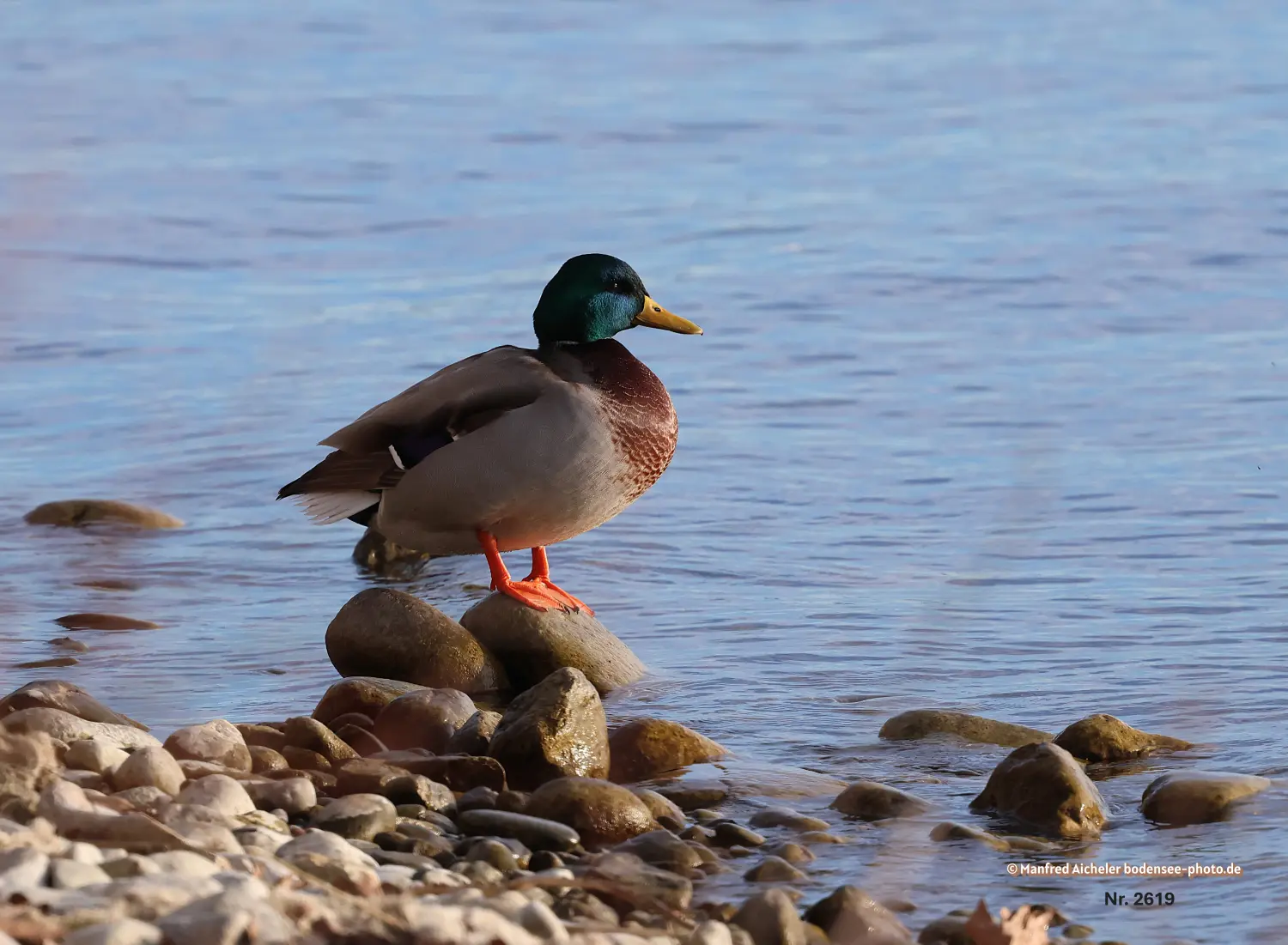 Naturfotografie - Manfred Aicheler -  Wasser- und Feuchtgebiete - Stockenten