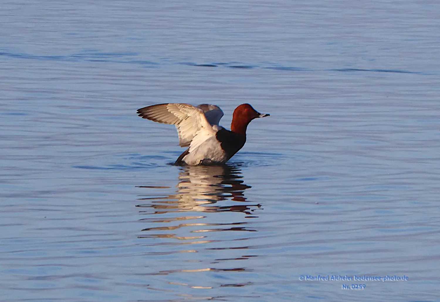 Naturfotografie - Manfred Aicheler -  Wasser- und Feuchtgebiete - Tafelenten