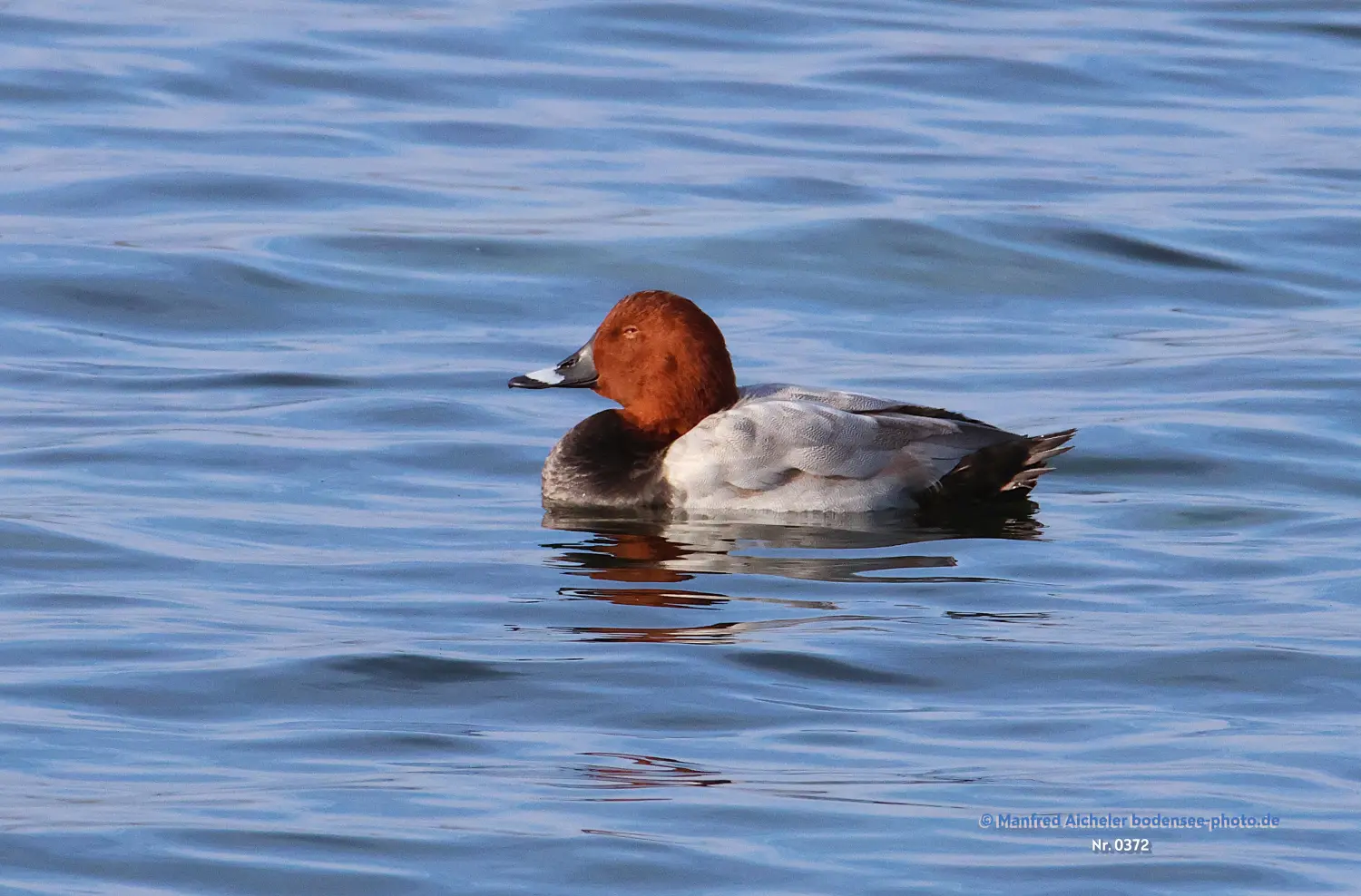 Naturfotografie - Manfred Aicheler -  Wasser- und Feuchtgebiete - Tafelenten