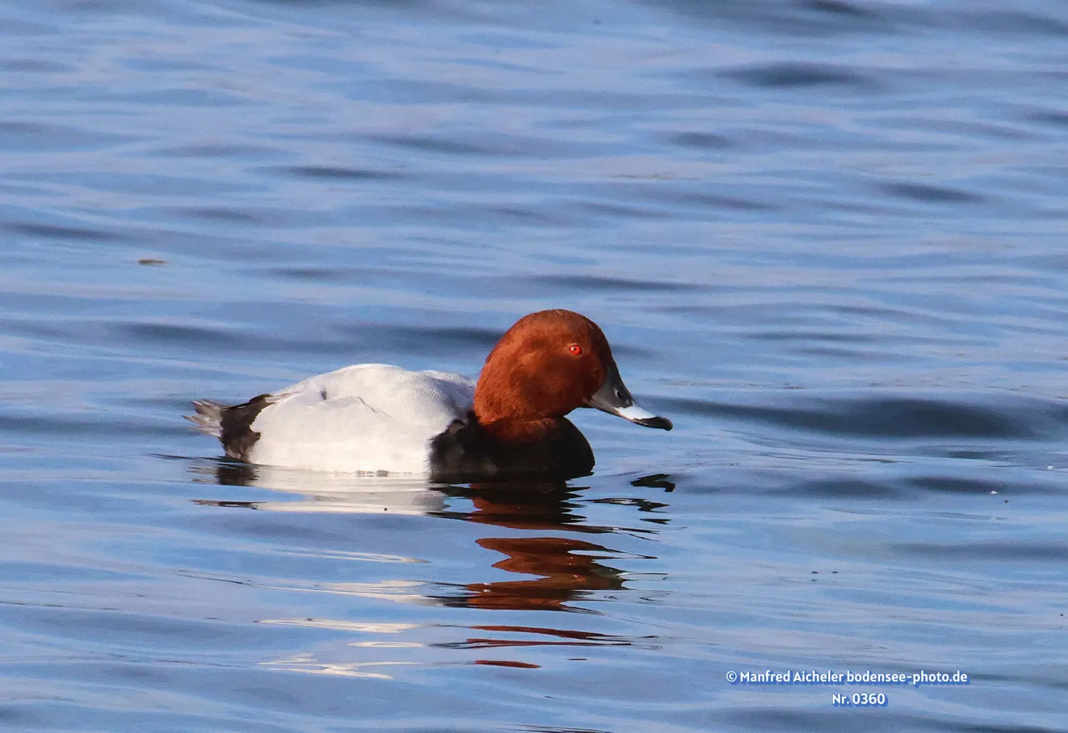 Naturfotografie - Manfred Aicheler -  Wasser- und Feuchtgebiete - Tafelenten