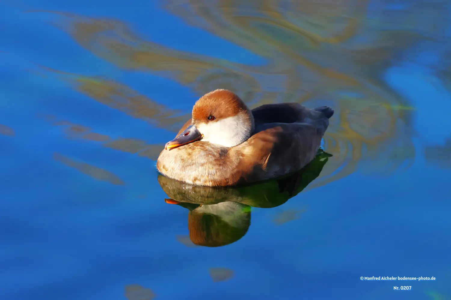 Naturfotografie - Manfred Aicheler - Kolbenente