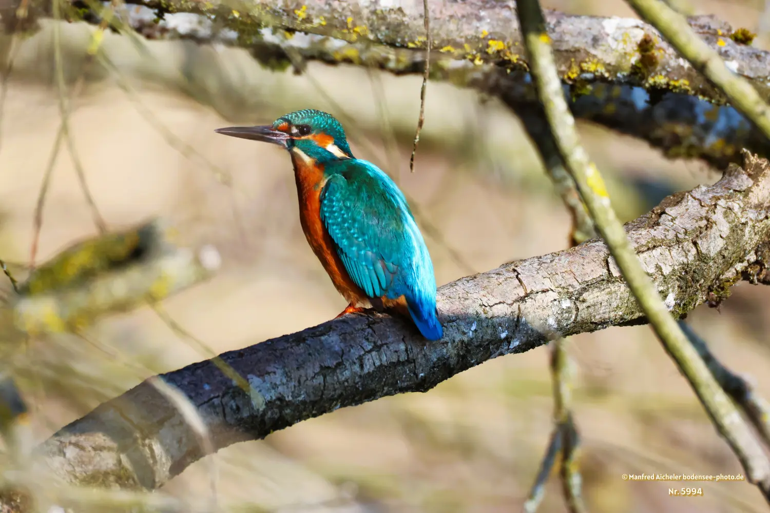 Naturfotografie - Manfred Aicheler -  Wasser- und Feuchtgebiete - Eisvogel