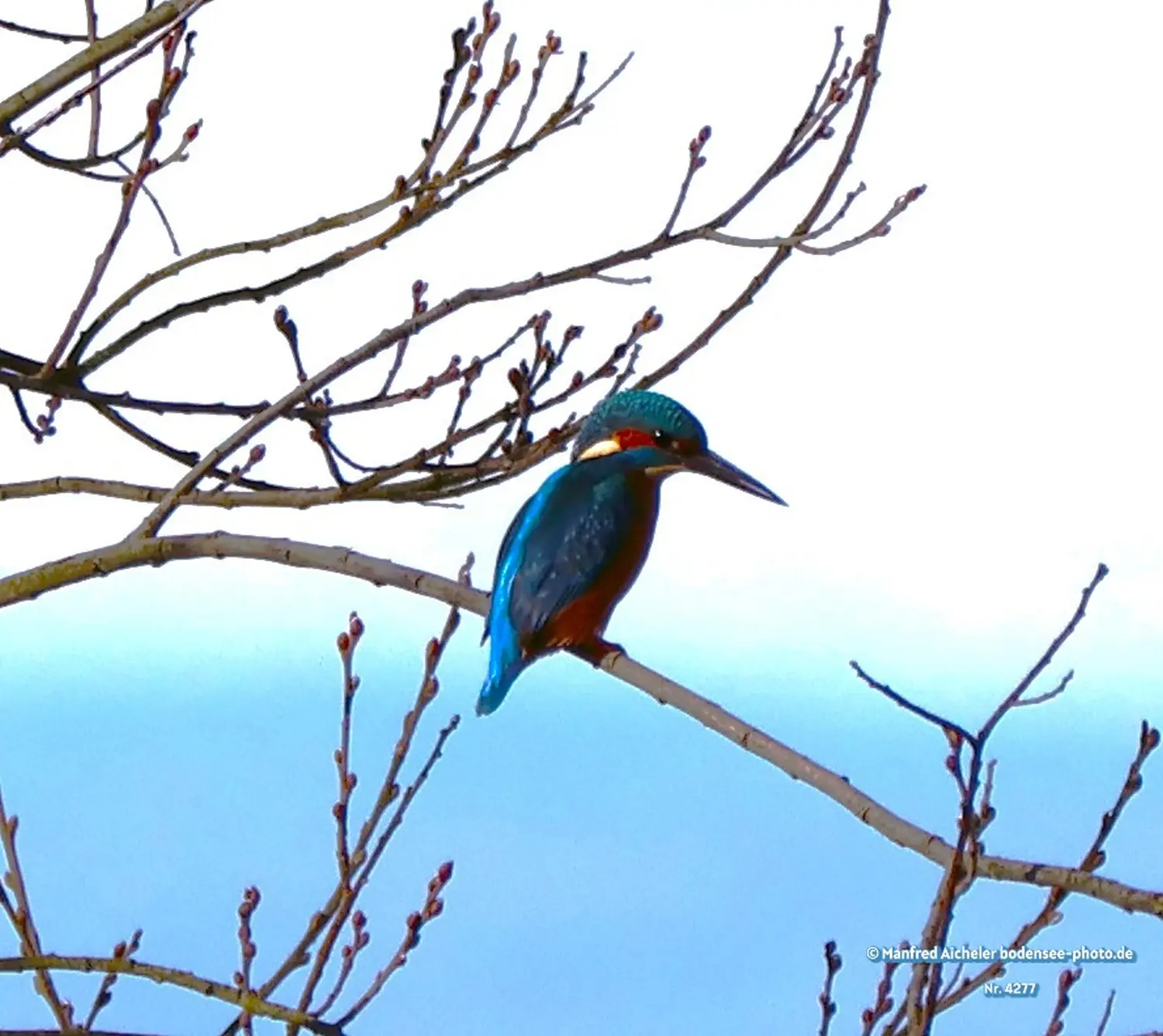 Naturfotografie - Manfred Aicheler -  Wasser- und Feuchtgebiete - Eisvogel