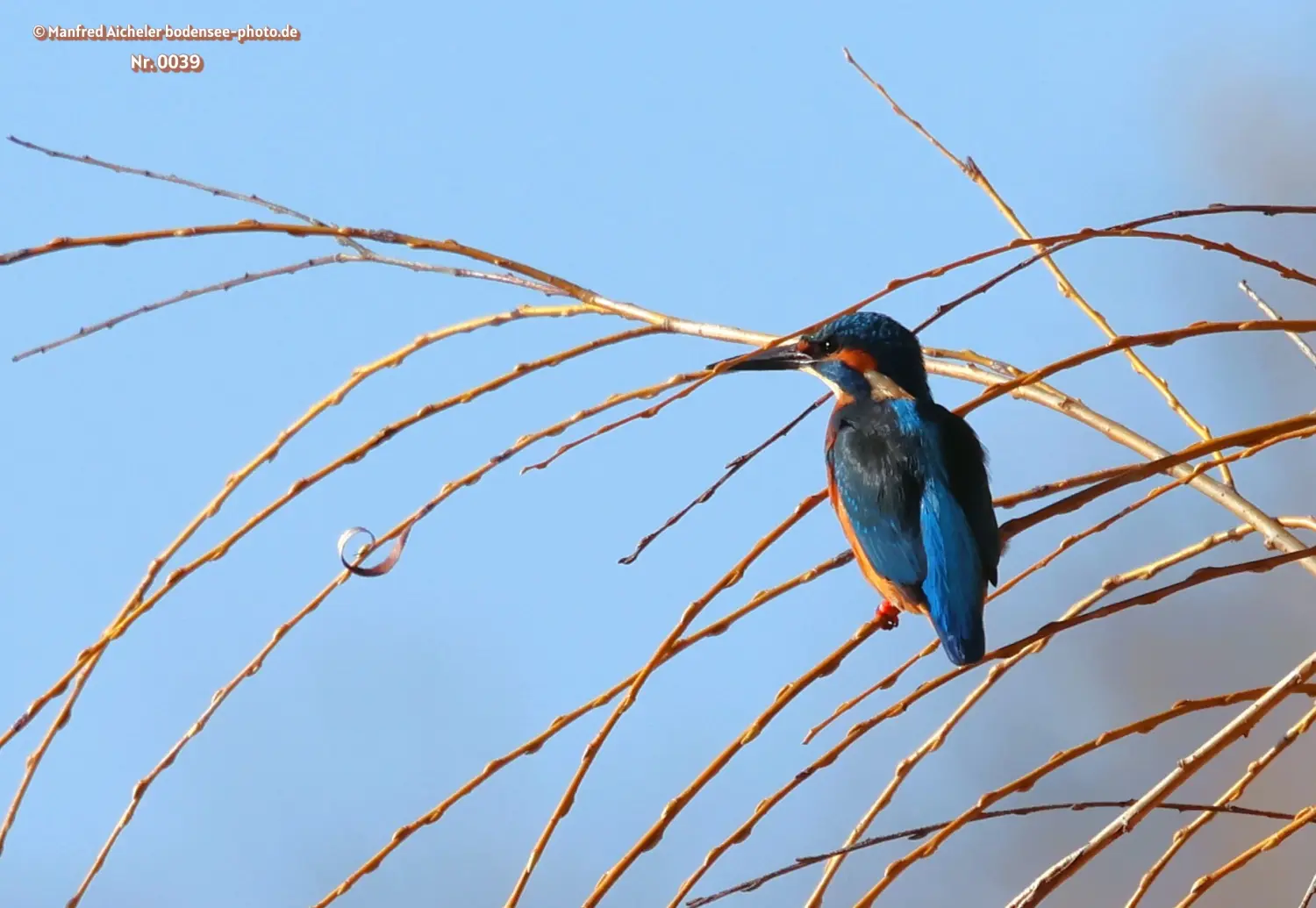 Naturfotografie - Manfred Aicheler -  Wasser- und Feuchtgebiete - Eisvogel