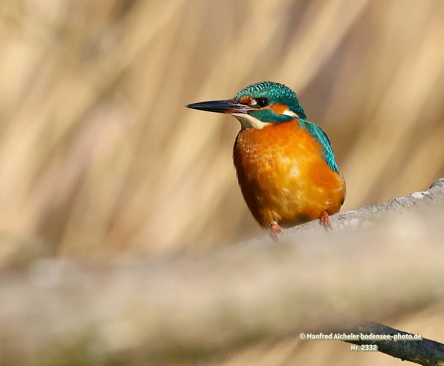 Naturfotografie - Manfred Aicheler -  Wasser- und Feuchtgebiete - Eisvogel