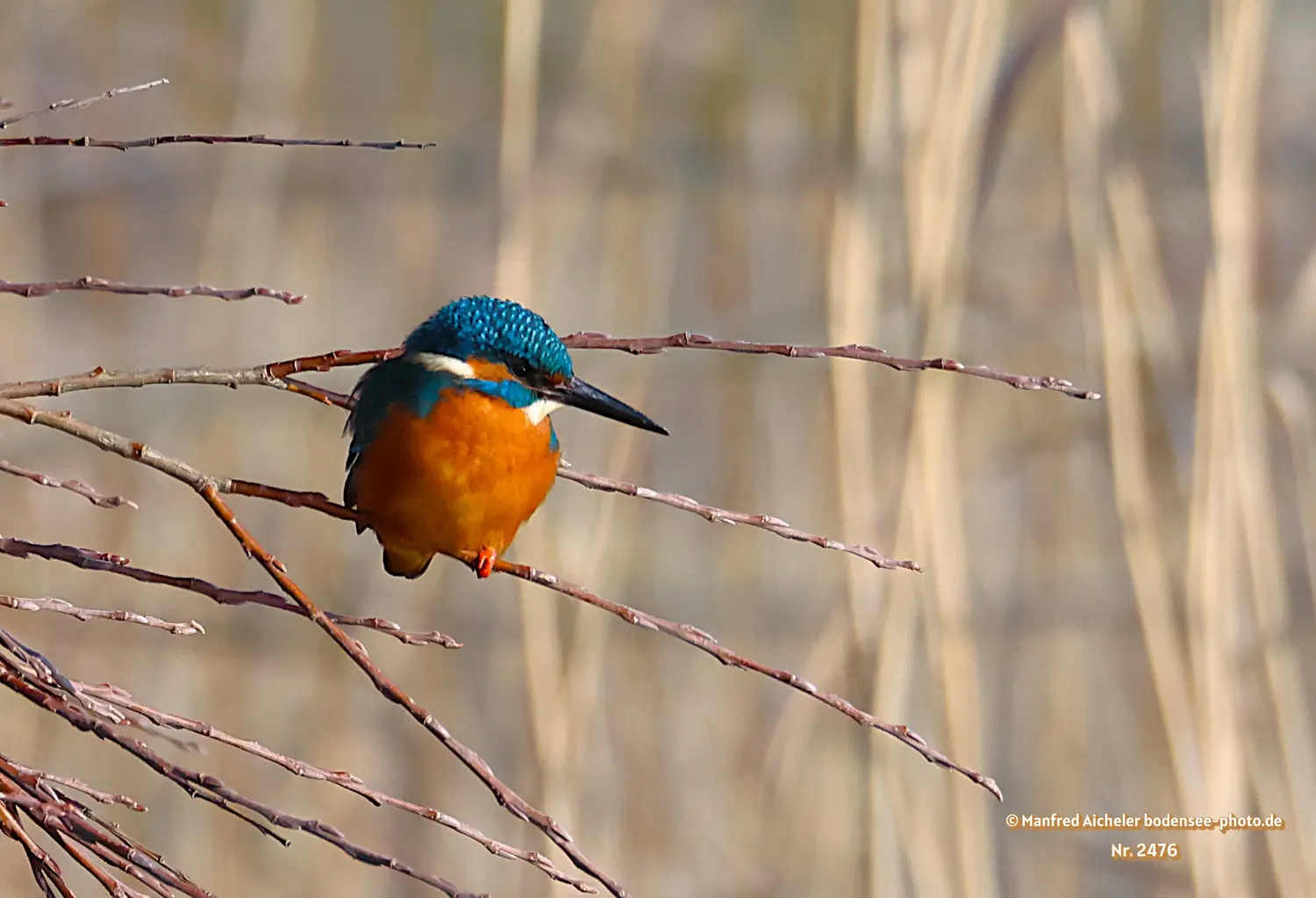 Naturfotografie - Manfred Aicheler -  Wasser- und Feuchtgebiete - Eisvogel