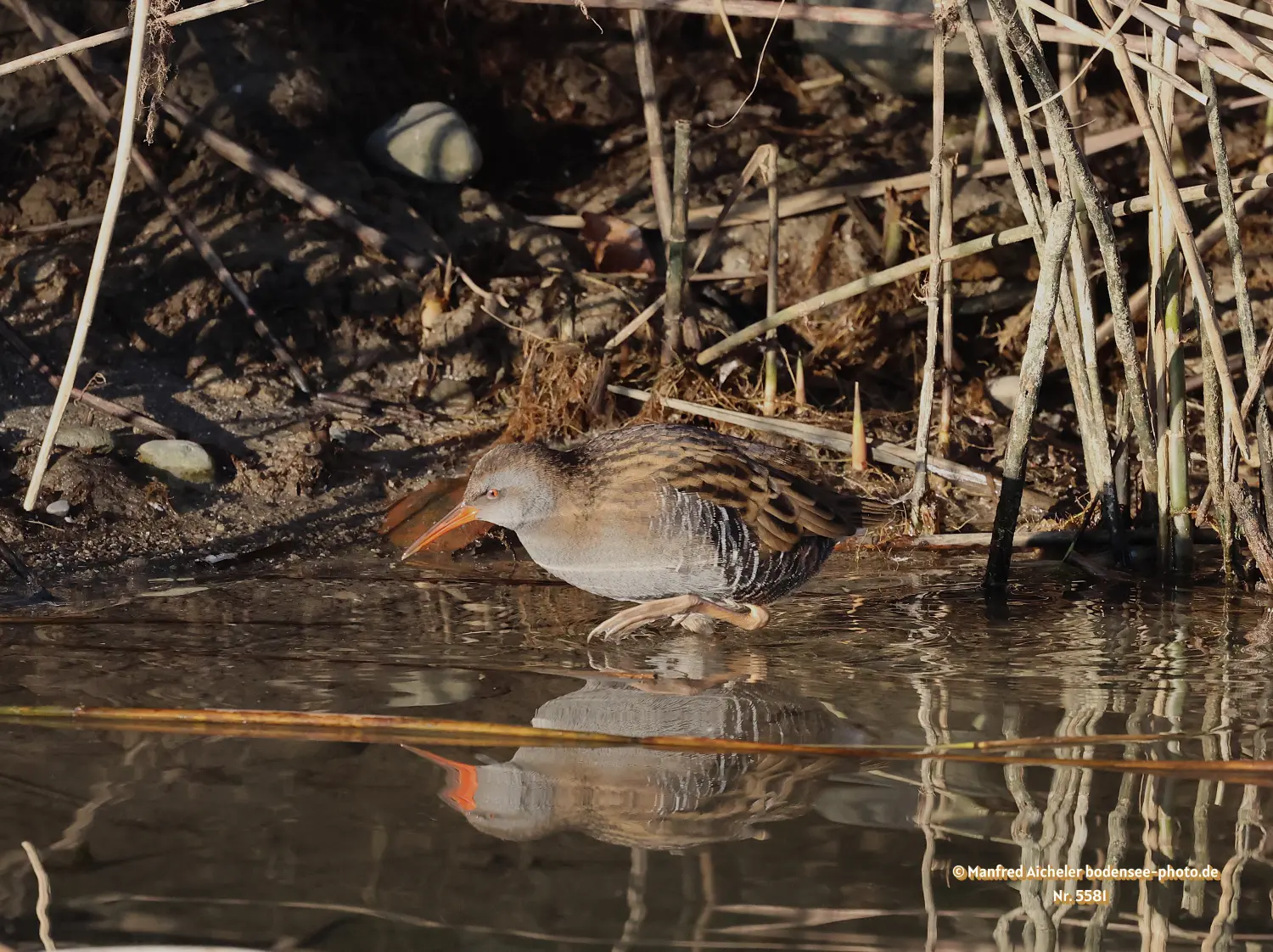 Naturfotografie - Manfred Aicheler -  Wasser- und Feuchtgebiete - Wasserralle