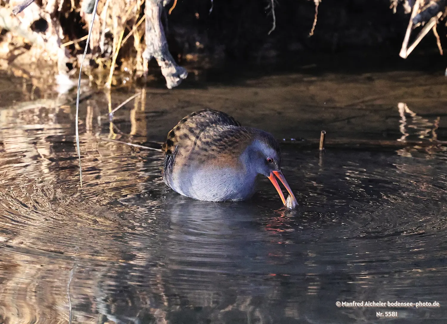 Naturfotografie - Manfred Aicheler -  Wasser- und Feuchtgebiete - Wasserralle
