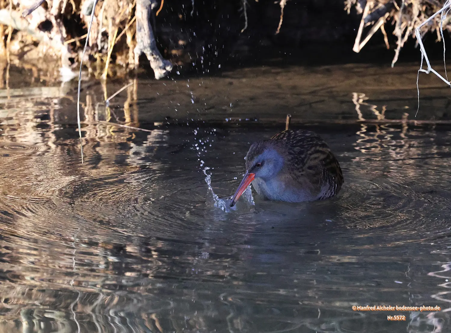 Naturfotografie - Manfred Aicheler -  Wasser- und Feuchtgebiete - Wasserralle