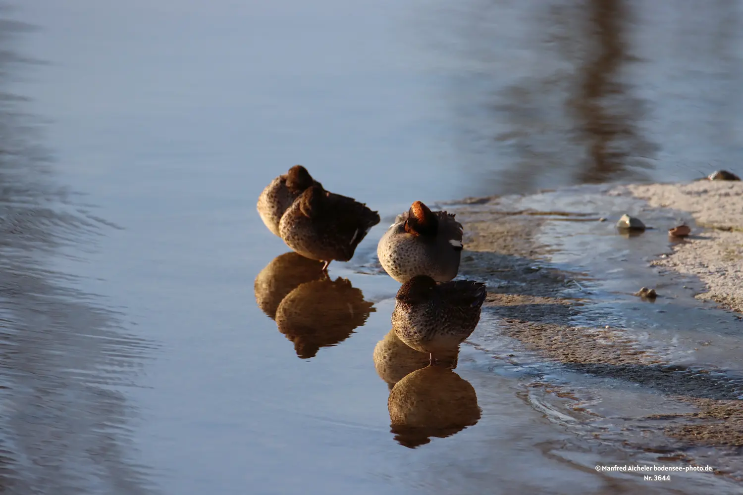 Naturfotografie - Manfred Aicheler -  Wasser- und Feuchtgebiete - Wasserralle