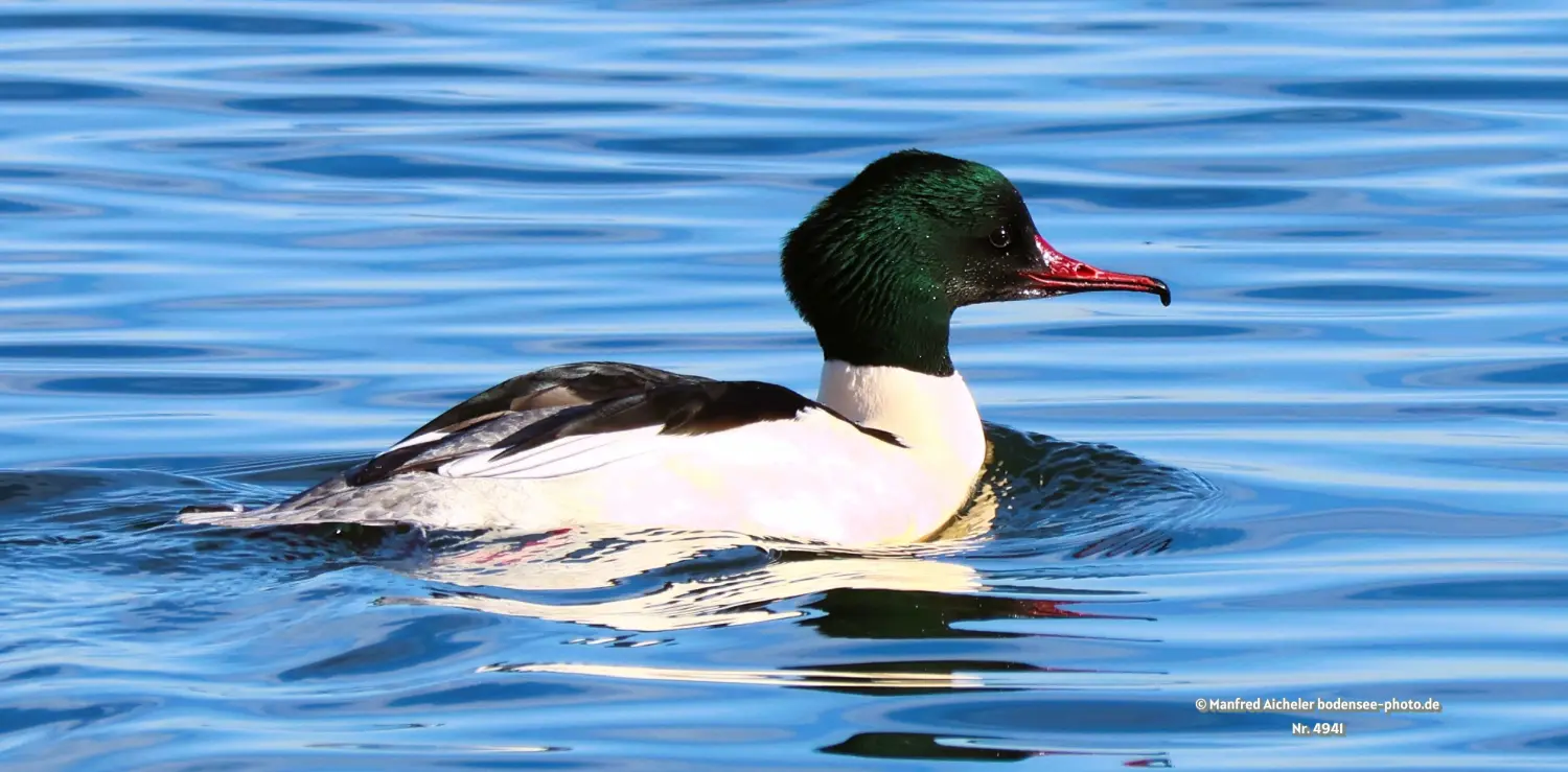 Naturfotografie - Manfred Aicheler -  Wasser- und Feuchtgebiete - Gänsesäger