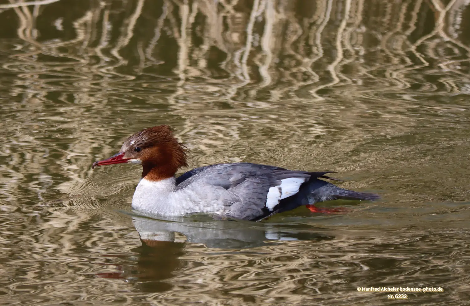 Naturfotografie - Manfred Aicheler -  Wasser- und Feuchtgebiete - Gänsesäger